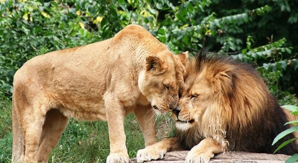 Африканские львы – среда обитания и образ жизни 