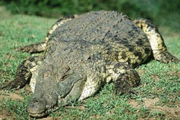 Самые опасные животные Африки - нильский крокодил 