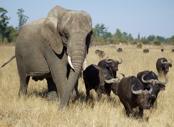Самые опасные животные Африки буйволы и слоны 