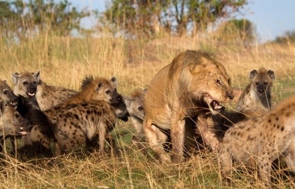 Самые опасные животные Африки львы и гиены 