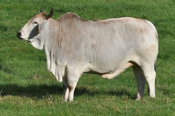 Корова зебу фото животного 