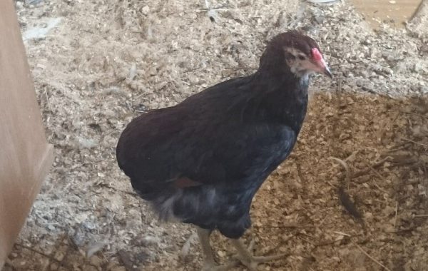 Цыпленок породы Араукан 4 месяца - зовут Себастьян 