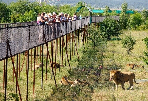 Сафари парк львов "Тайган" в Крыму 