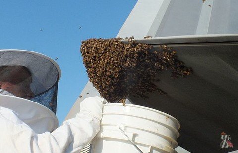 В США самый дорогой истребитель в мире атаковали… пчелы