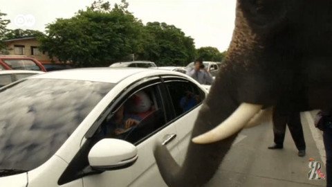На улицах Таиланда за референдум агитируют… слоны