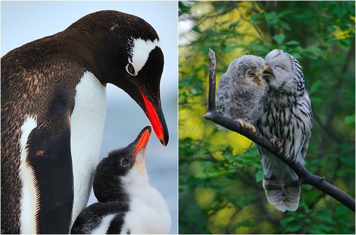 Мир заботливых птиц: 20 ярких фотографий пернатых со своим потомством