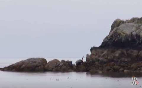 В Канаде смельчаки вызволили застрявшую на скалах огромную косатку