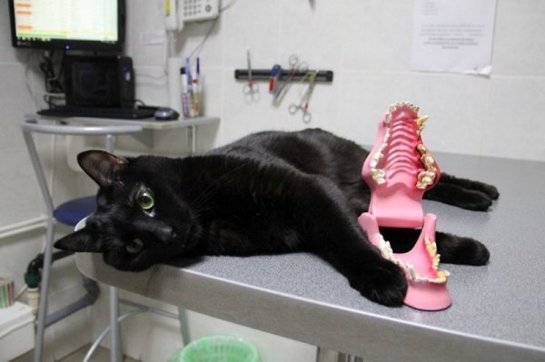 Кот не может ходить, но помогает другим больным животным