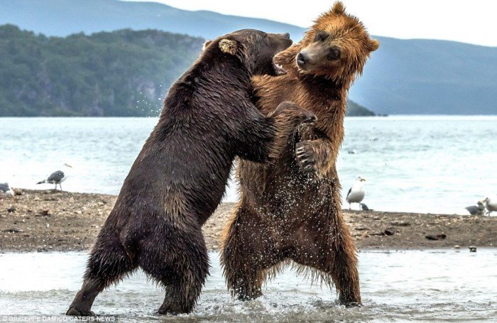 Битва титанов: как два медведя подрались за рыбку