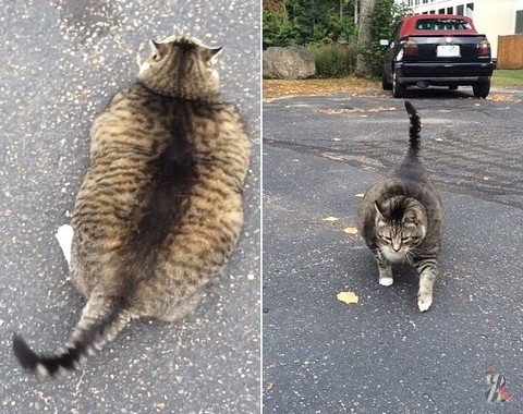 Толстый кот стал рекламой американского отеля