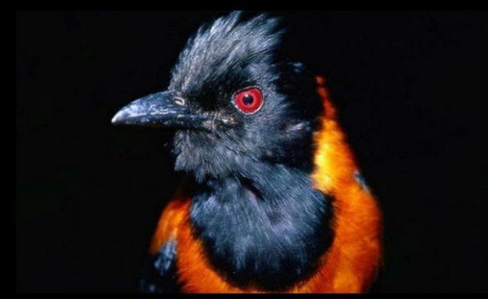 Питохуи: самая ядовитая птица планеты