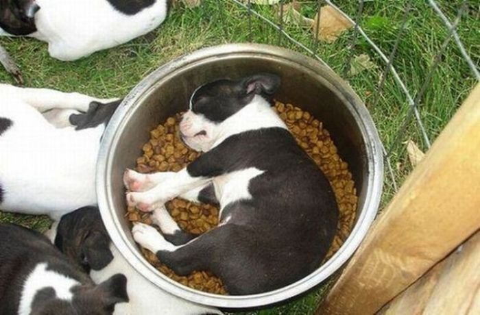 Спящие щенки фото