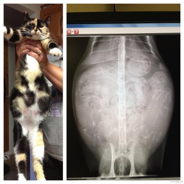Такого вы еще не видели: как выглядят беременные животные под рентгеном