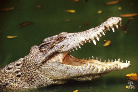 В Зимбабве крокодил напал на постояльцев отеля