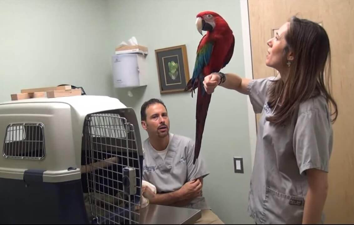 Ветеринар орнитолог. Ветеринар с птицей. Ветеринарная клиника попугай. Ветеринарная клиника для птиц.