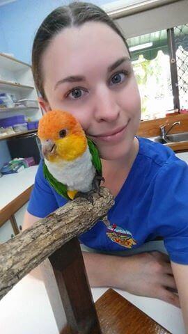 Симптомы распространенных болезней попугаев и как их лечит ветеринар орнитолог. 