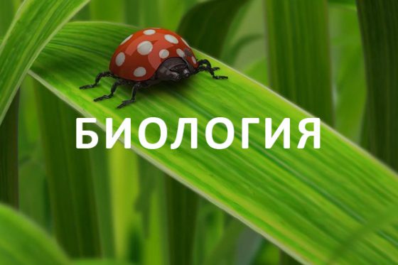 Где репетитору найти учеников для дистанционного обучения?