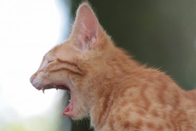 Выпадение зубов у кошки - когда следует бить тревогу? 