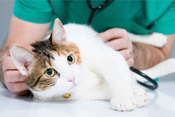 Паразиты у кошек и котов - симптомы и лечение. 