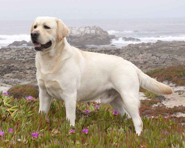 ТОП-10 самых умных собак в мире с фото и видео. 