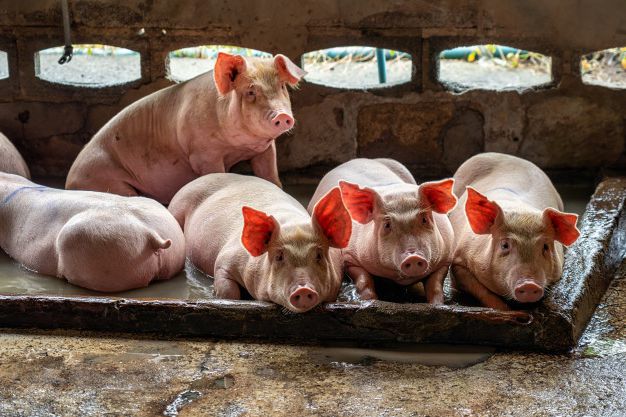 Как правильно содержать и разводить свиней в домашних условиях. 