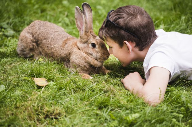 Псороптоз или чесотка кроликов — симптомы и лечение. 