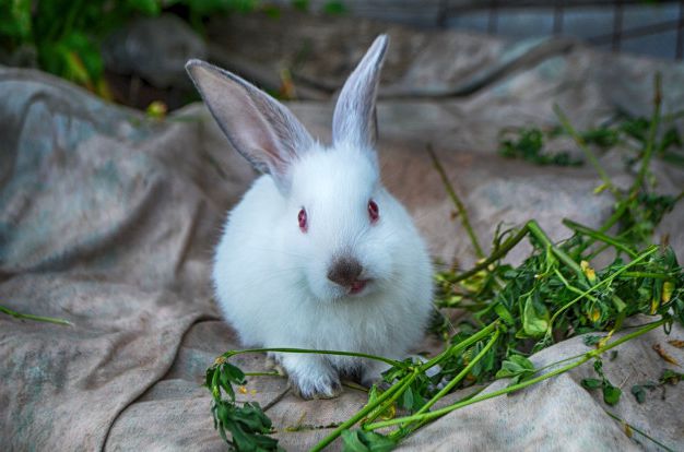 Псороптоз или чесотка кроликов — симптомы и лечение. 