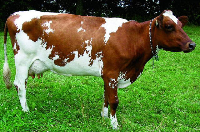 Породы коров молочного и мясного направления с фото и описанием. 