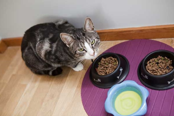 Чем кормить беспородного кота в домашних условиях? 