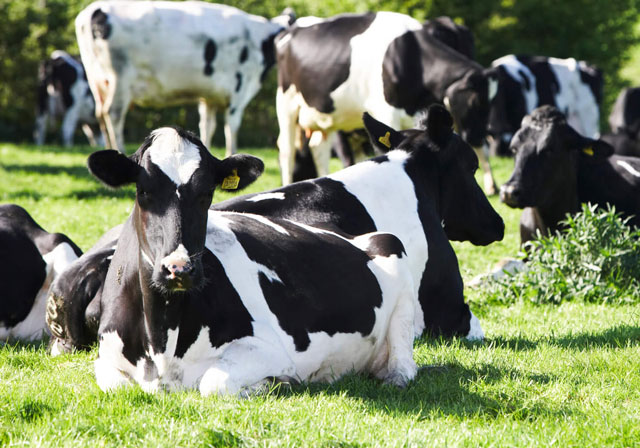 Породы коров молочного и мясного направления с фото и описанием. 