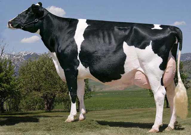 Голштинская порода коров. Породы коров молочного направления. 