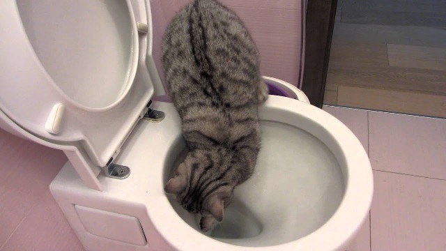 Как отучить кота пить воду из унитаза? 