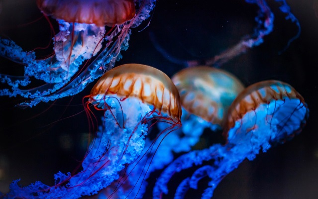 ТОП-6 морских организмов с самыми экстравагантными методами питания. 