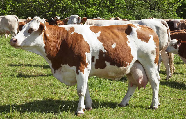 Породы коров молочного направления. Симментальская порода коров.    
