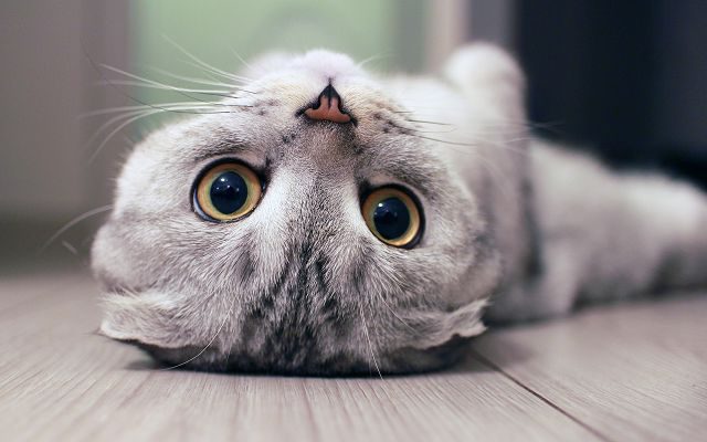 Скоттиш-фолд порода кошек – фото и факты. 