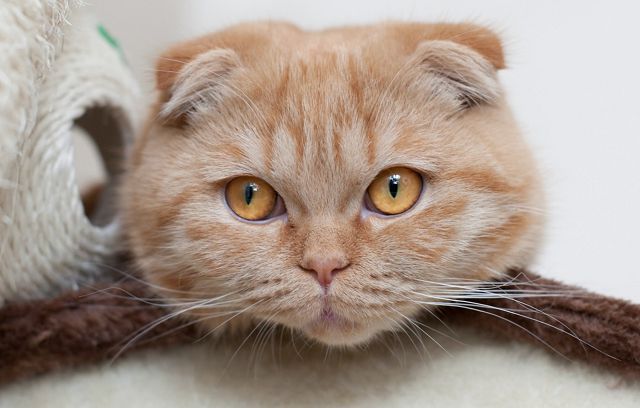 Скоттиш-фолд порода кошек – фото и факты. 