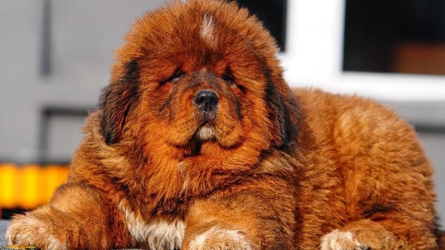 Самая дорогая порода собак в мире — тибетский мастиф. 