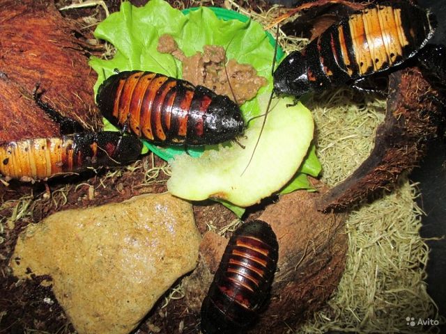 Что едят декоративные тараканы в домашних условиях. 