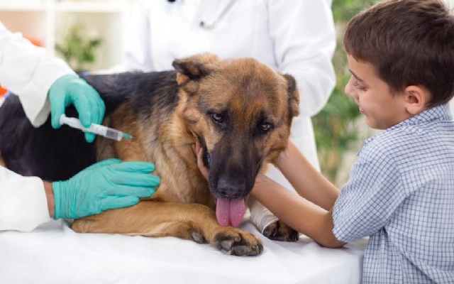 Нужна ли собаке прививка от гриппа и зачем прививать? 