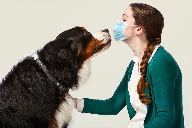 Собаки для аллергиков и астматиков. 