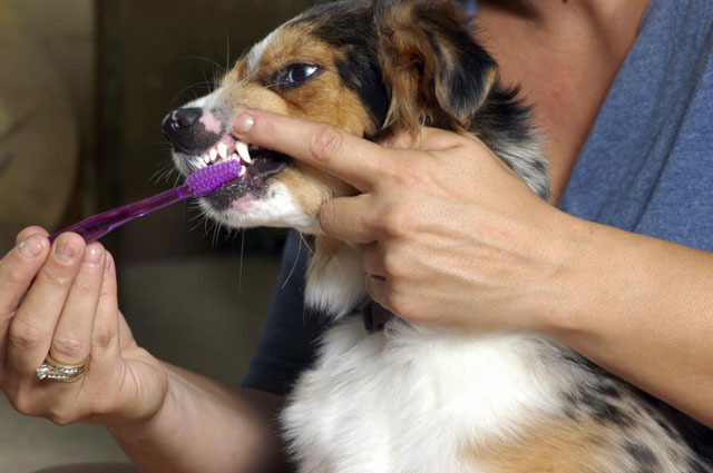 Зубная паста для собак и как чистить зубы. 