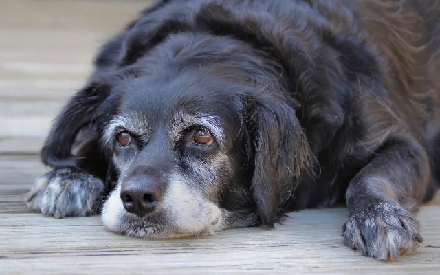 Болезнь Альцгеймера у собак симптомы и лечение. 