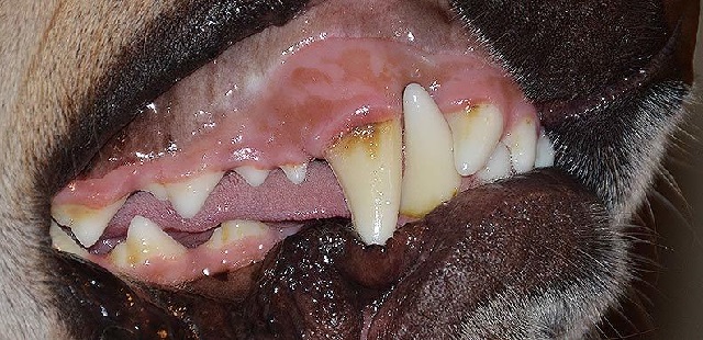 Как определить возраст собаки по зубам, шерсти и активности. 