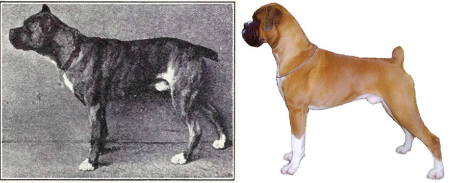 Как изменились породы собак за 100 лет? 