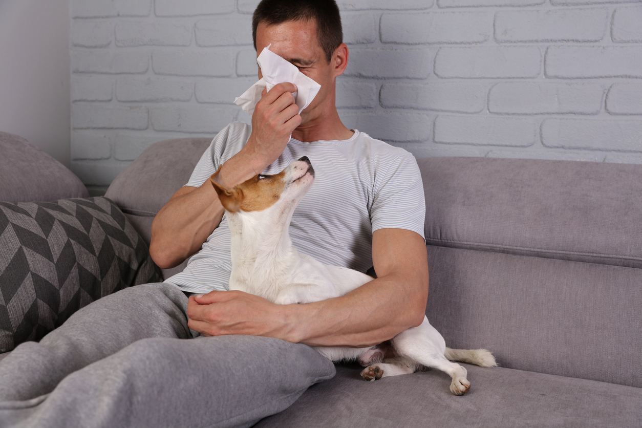 Собаки, не вызывающие аллергию – 9 пород с фото и описанием. 