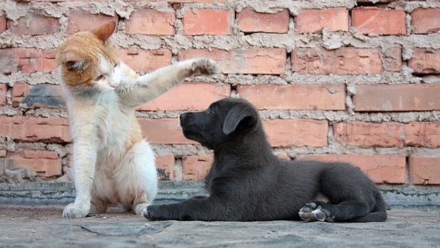 Коронавирус у животных кошек и собак. 