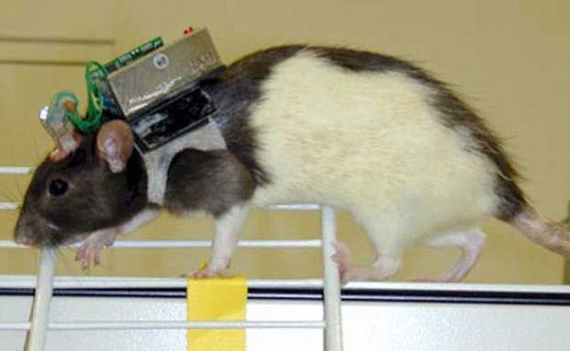 Крыса-киборг с электронным мозжечком. 