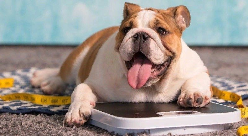 Ожирение у собак симптомы что делать лечение в домашних условиях. 