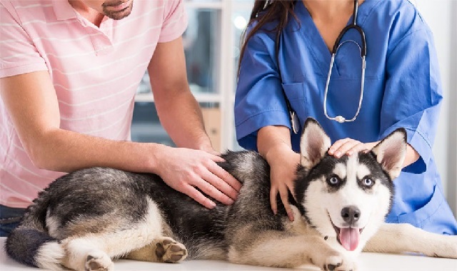 Помогает ли стерилизация собаки решить проблемы поведения? 
