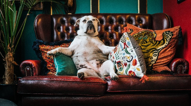 Важный пес на диване. 